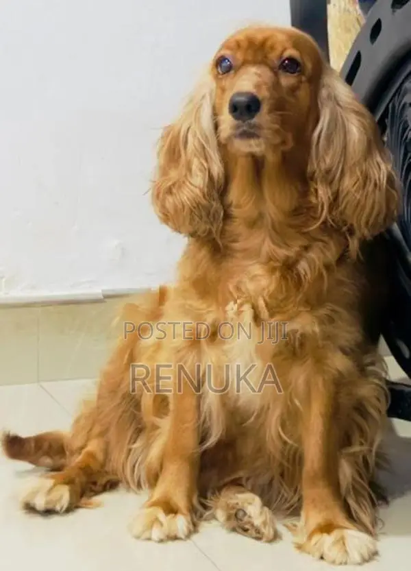 Cocker Spaniel