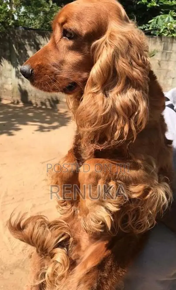 Cocker Spaniel