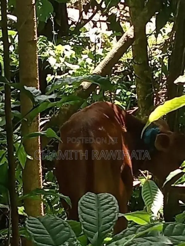 Milk Cow
