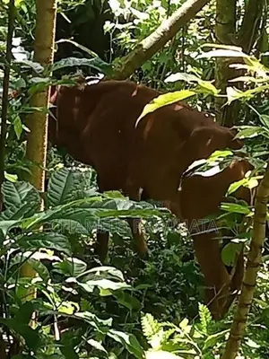 Milk Cow