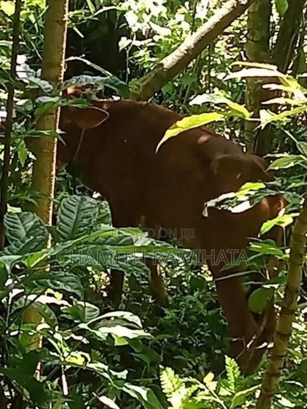 Milk Cow
