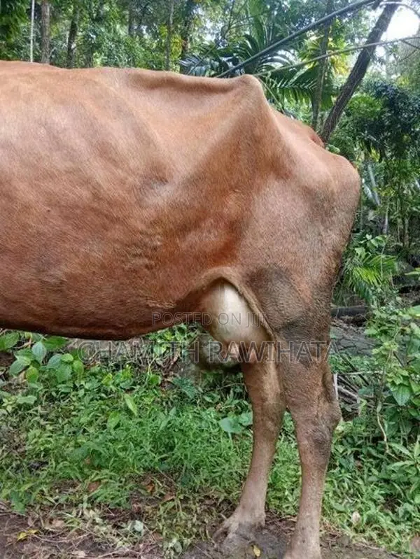 Milk Cow