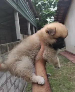 Lion Pomeranian Female Puppies