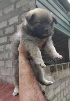 Lion Pomeranian Female Puppies