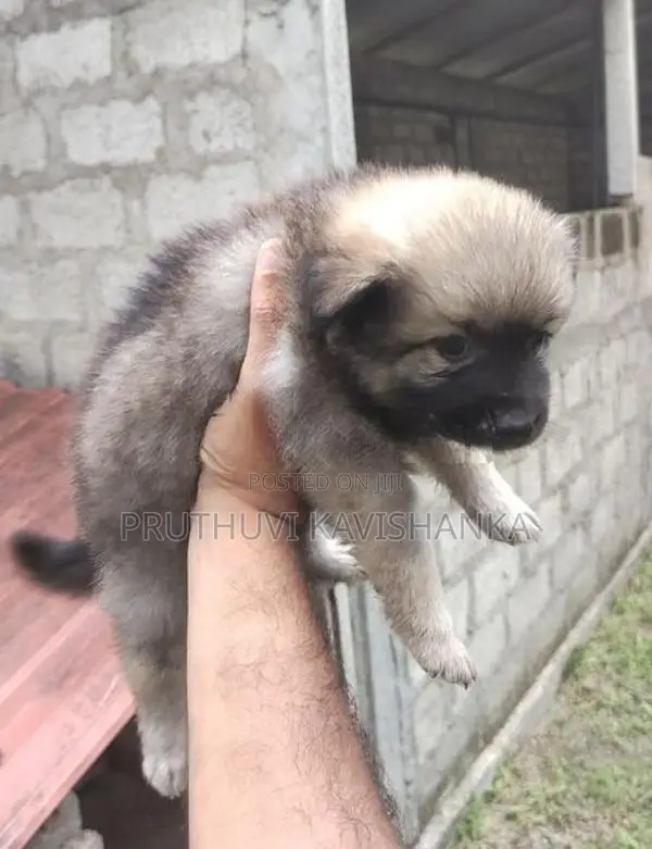 Lion Pomeranian Female Puppies