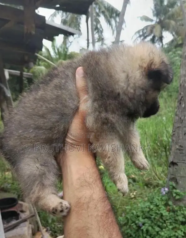 Lion Pomeranian Female Puppies