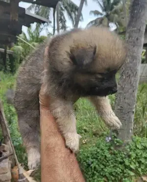 Lion Pomeranian Female Puppies