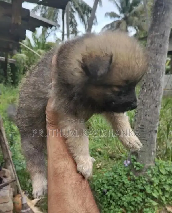 Lion Pomeranian Female Puppies
