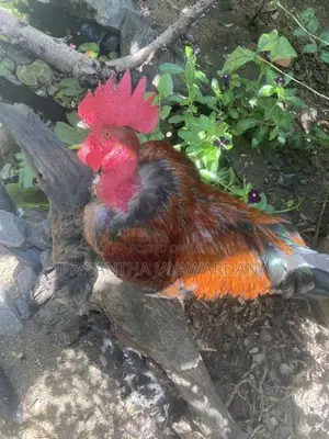 Naked Neck Rooster ( මන්නාරම් කුකුළා)