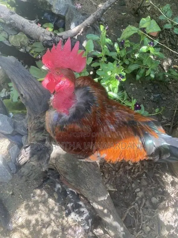 Naked Neck Rooster ( මන්නාරම් කුකුළා)