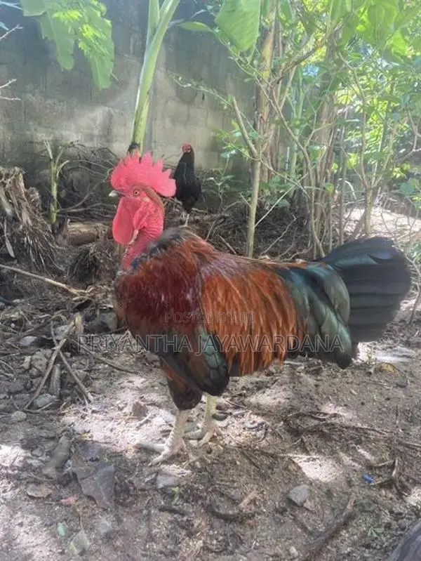 Naked Neck Rooster ( මන්නාරම් කුකුළා)