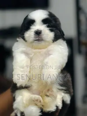 Shitzu Puppy