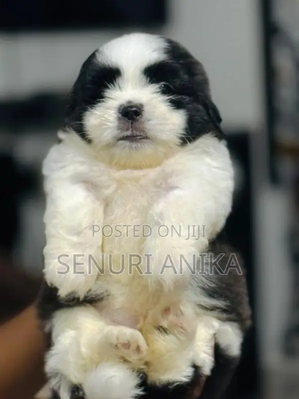Shitzu Puppy
