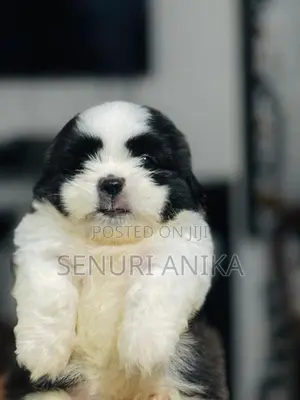 Shitzu Puppy