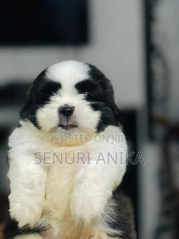 Shitzu Puppy