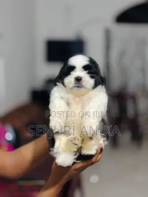 Shitzu Puppy