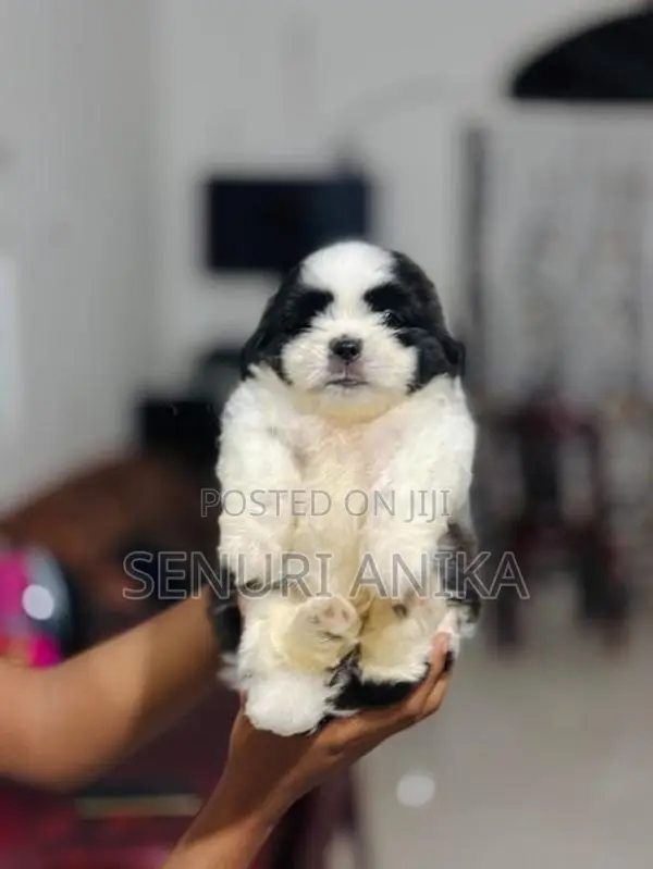 Shitzu Puppy