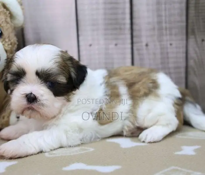 Shih Tzu Puppys