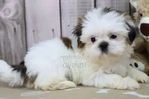Shih Tzu Puppys