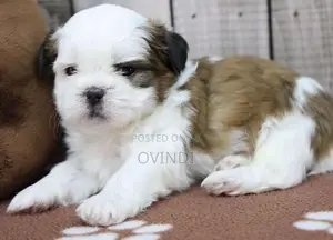 Shih Tzu Puppys