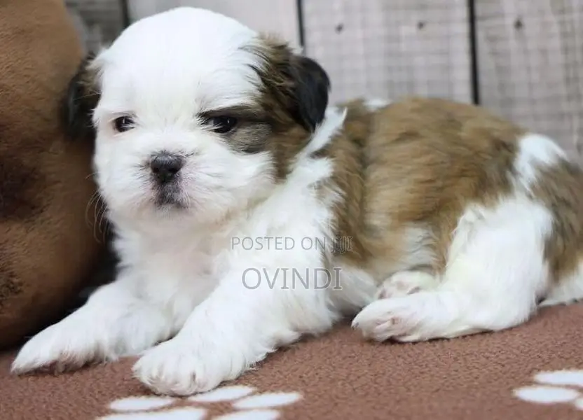 Shih Tzu Puppys