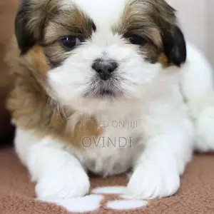 Shih Tzu Puppys