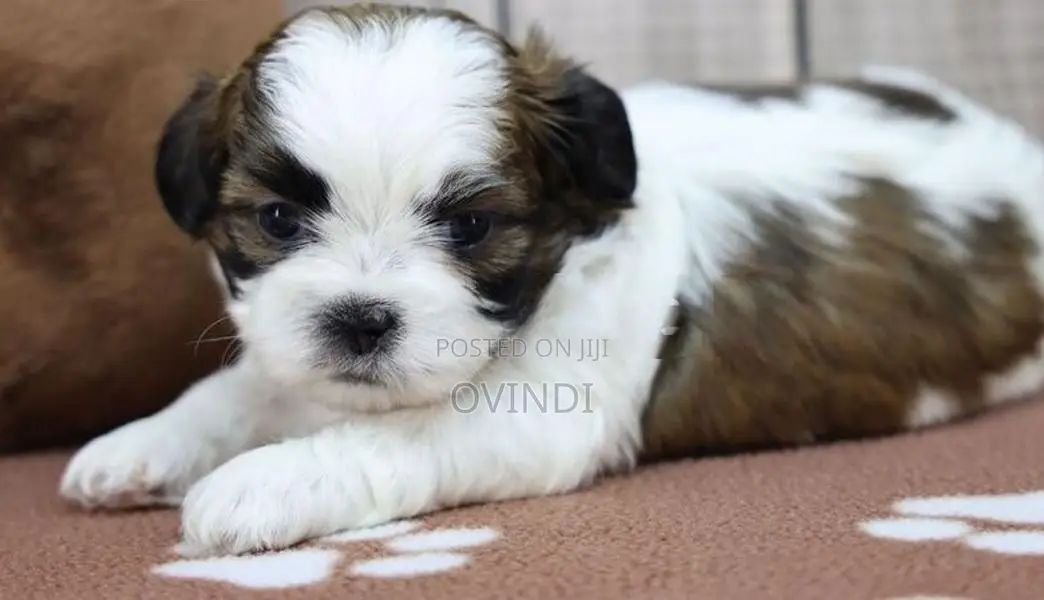 Shih Tzu Puppys