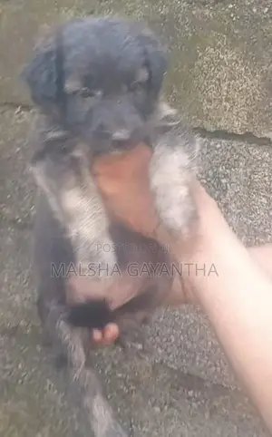 German Shepherd Female Puppy