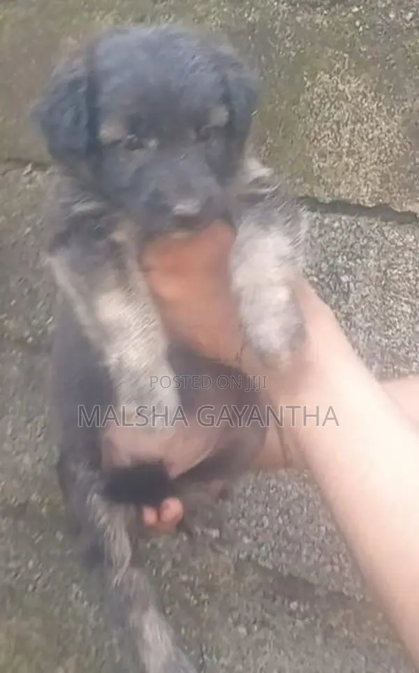 German Shepherd Female Puppy