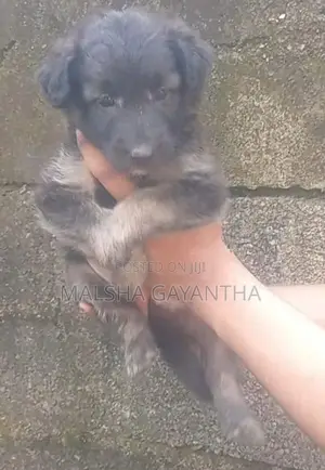German Shepherd Female Puppy