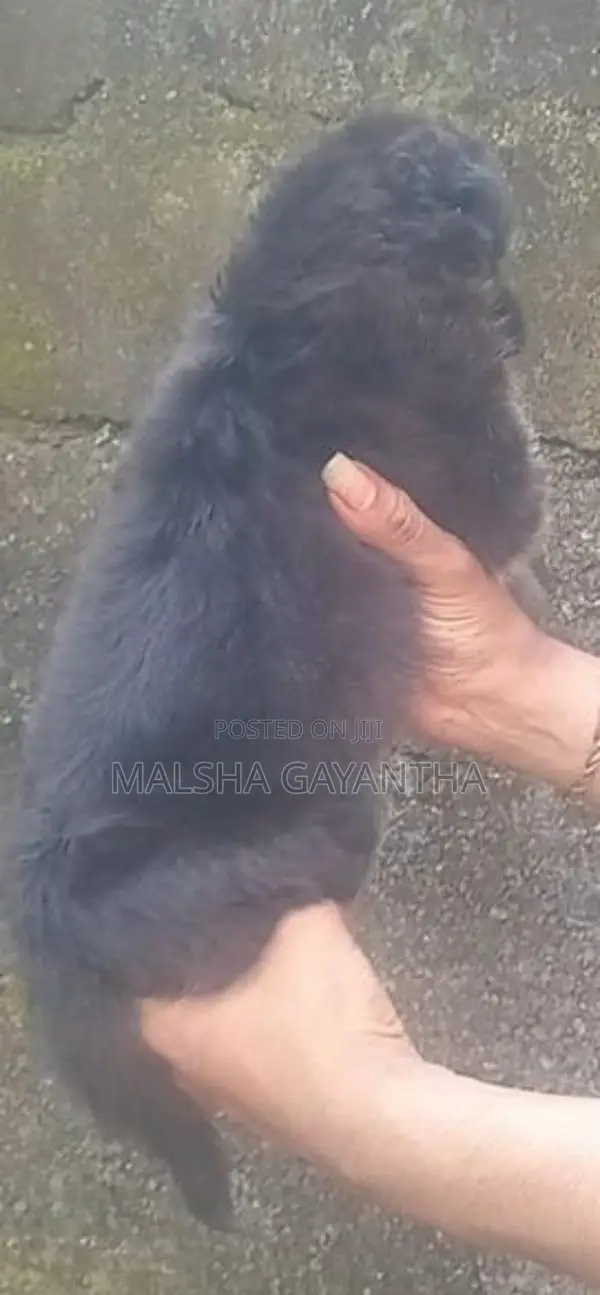 German Shepherd Female Puppy