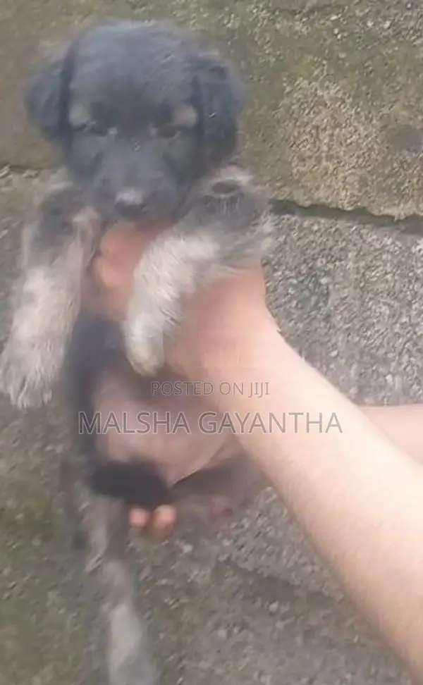 German Shepherd Female Puppy