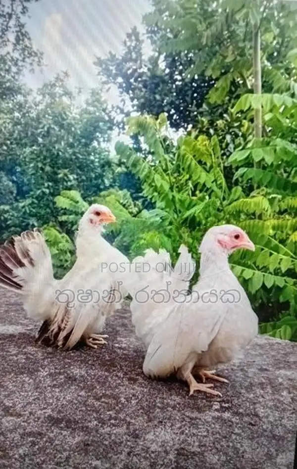 ජැපනීස් බැන්ටම්
