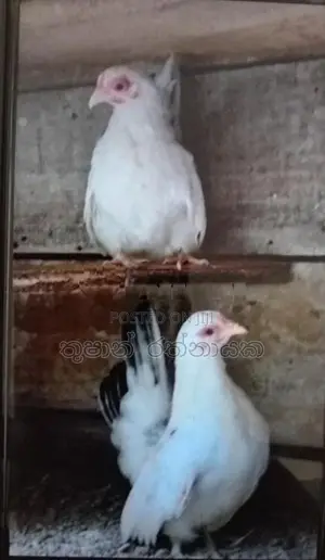 ජැපනීස් බැන්ටම්