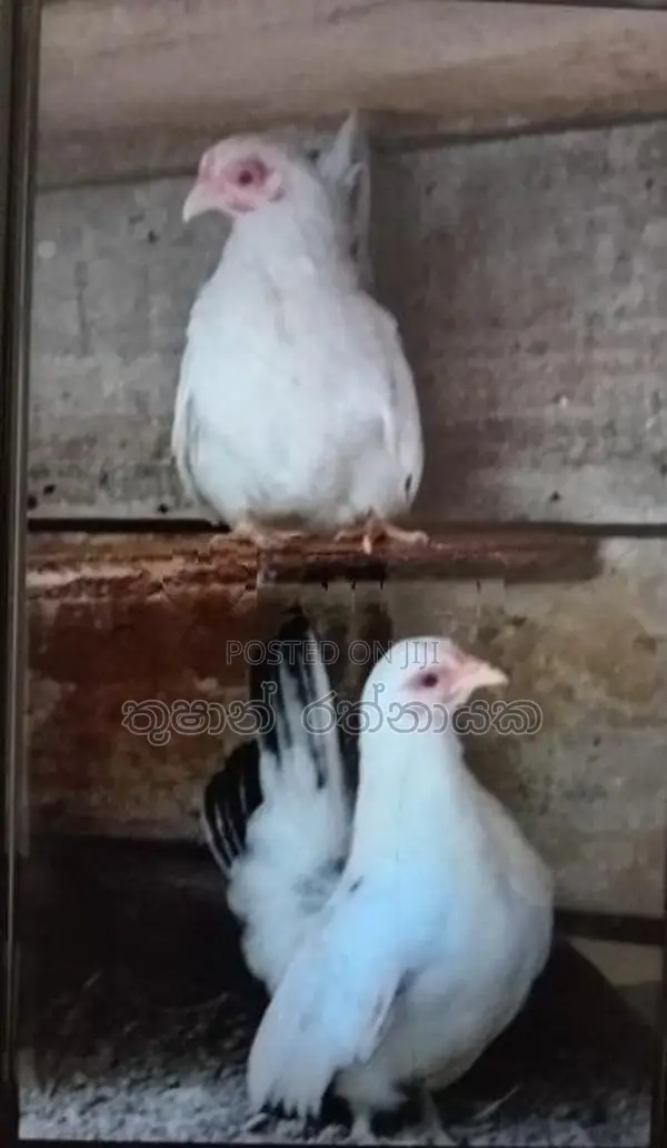 ජැපනීස් බැන්ටම්