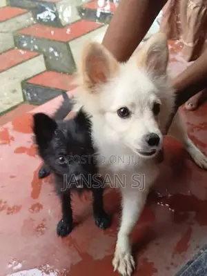 Pomeranian Puppy