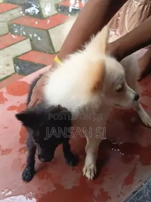 Pomeranian Puppy