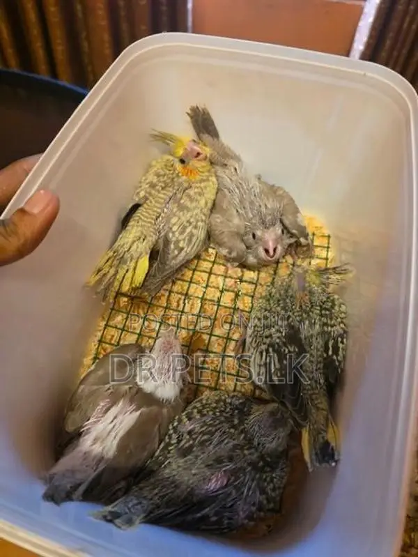 Cockatiel Chicks