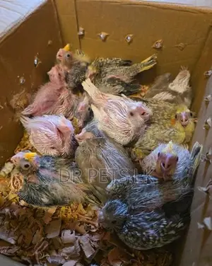 Cockatiel Chicks