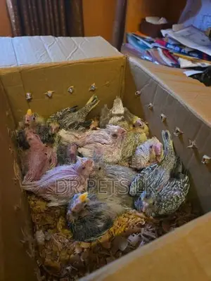 Cockatiel Chicks