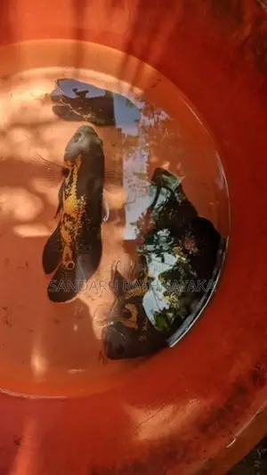 Four Black Tiger Oscar Fish