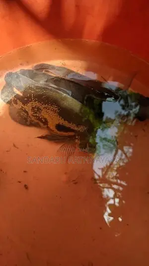 Four Black Tiger Oscar Fish