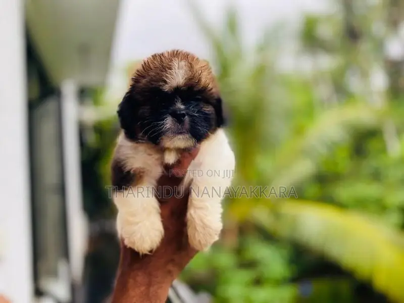 Shitzu Puppy