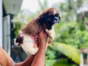 Shitzu Puppy