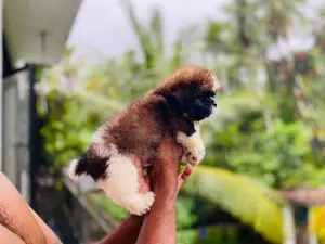 Shitzu Puppy