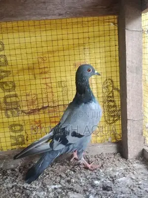 පරවියන්