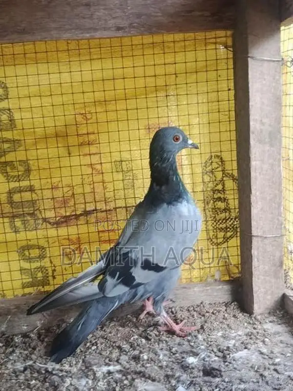 පරවියන්