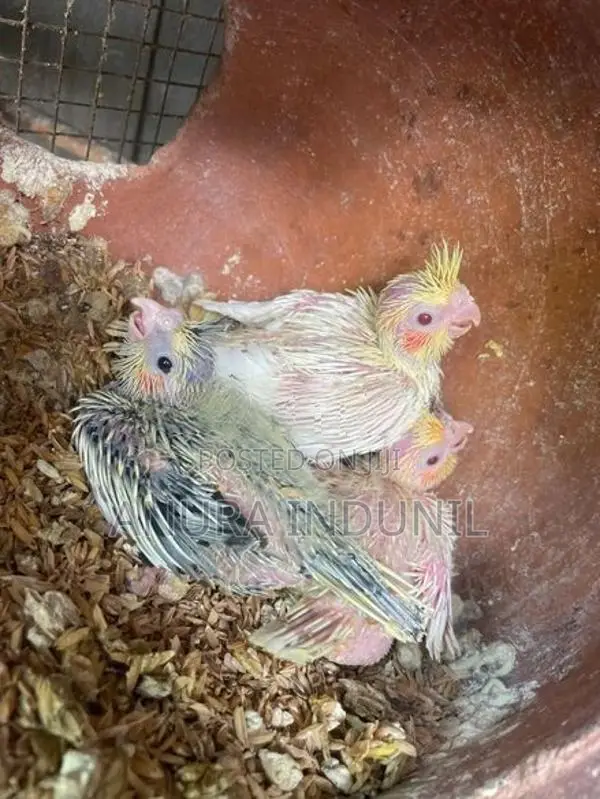 Cocktail Baby Birds