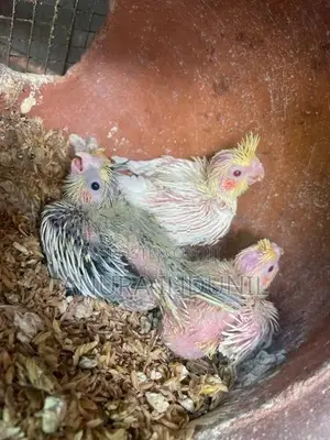 Cocktail Baby Birds