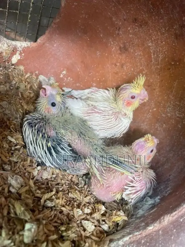 Cocktail Baby Birds